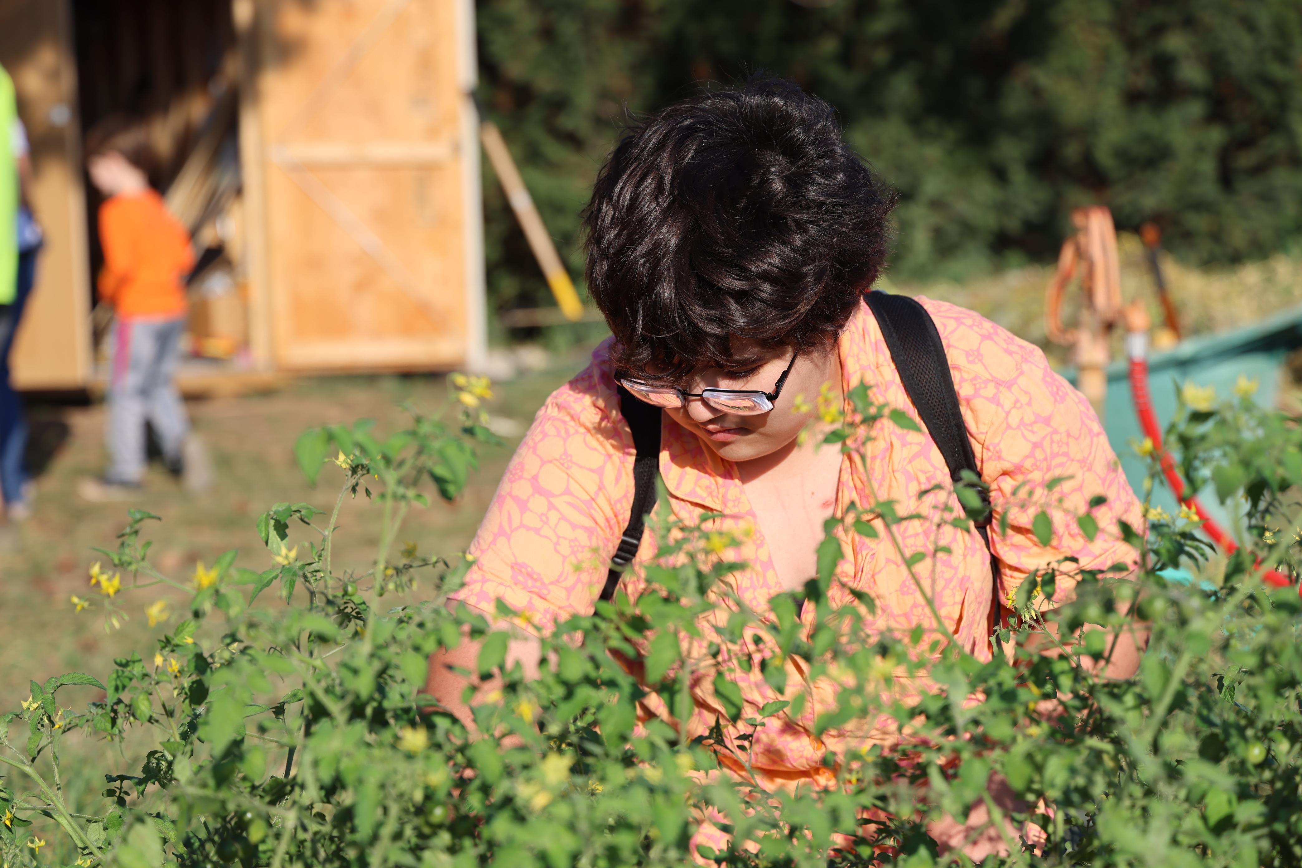 A student harvests tomatoes.