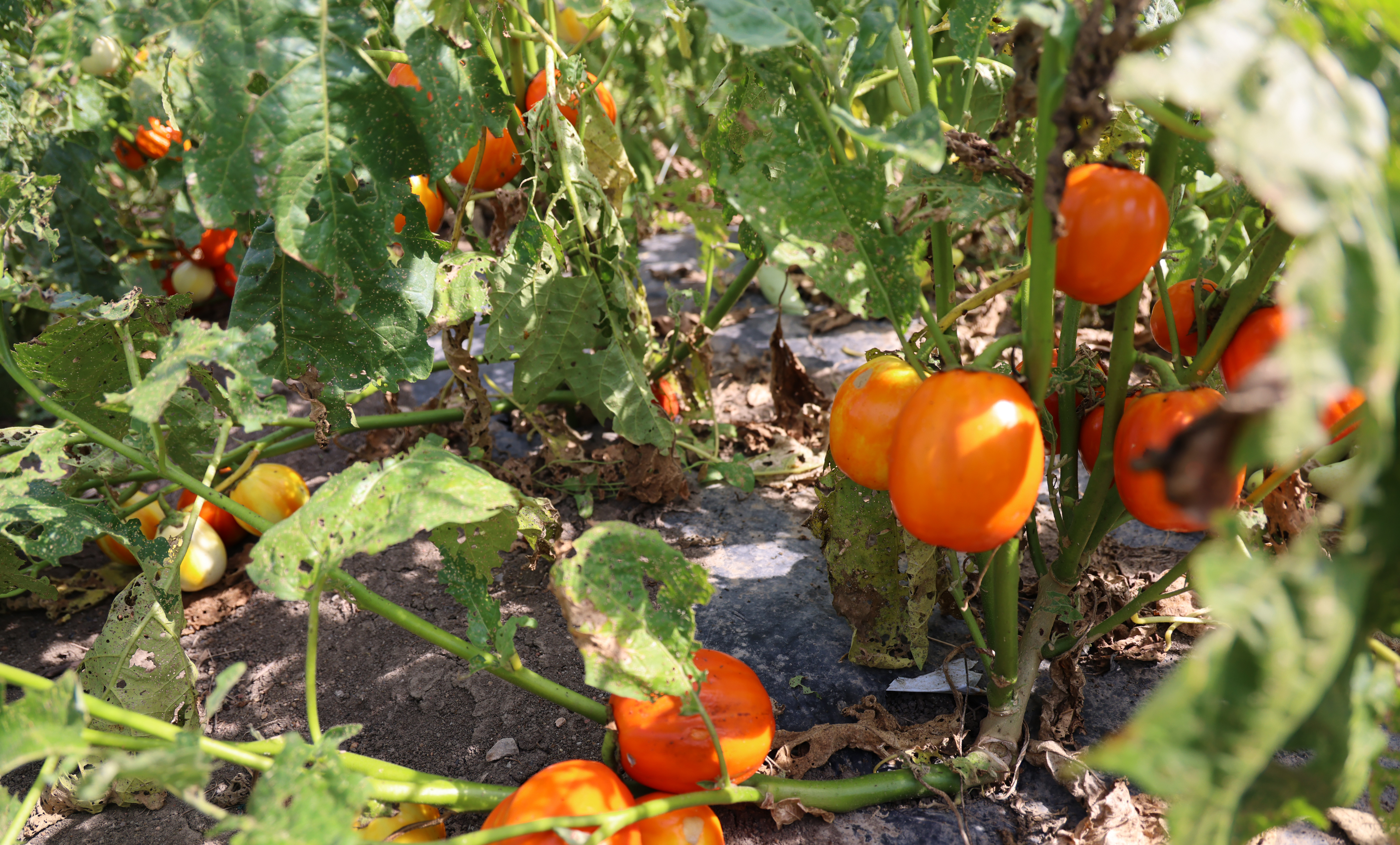 Vegetables growing. Photo by Russell Shaffer