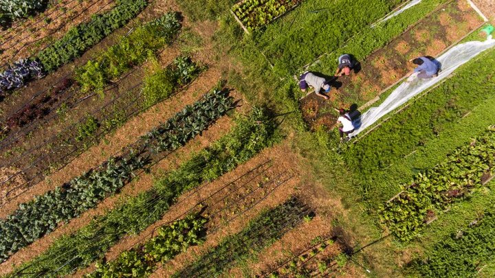 Aerial view of the UNL Student Organic Farm. Students work in the Student Organic Garden on East Campus while CSA (Community Supported Agriculture) members pick up their produce.” Photo by Craig Chandler