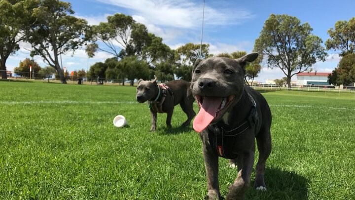 Stock photo of dog playing in dog park. Photo by Matthew Smith