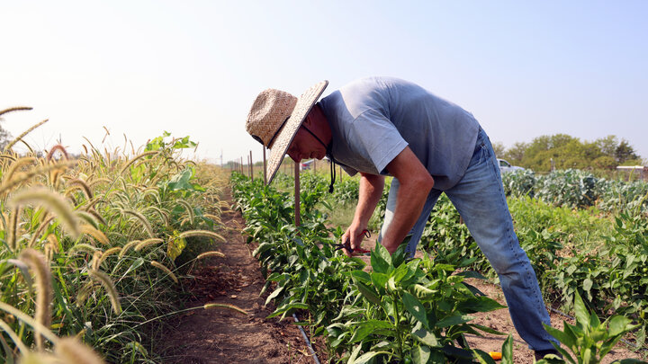 Gary Fehr, owner of Green School Farms in Raymond, Neb., harvests bell peppers. Photo by Russell Shaffer