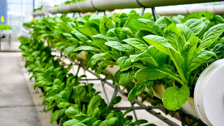 Stock photo of hydroponic plants.